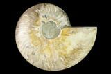 Agatized Ammonite Fossil (Half) - Madagascar #135283-1
